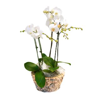 coupe d'orchidées blanches Romance