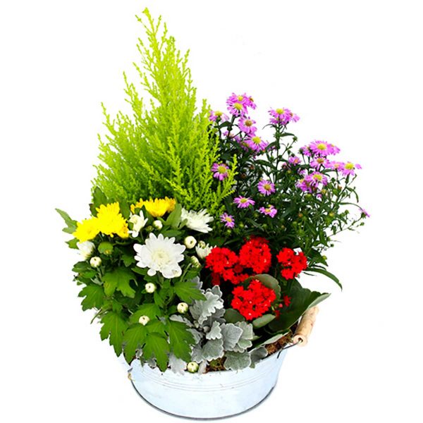 coupe de plantes deuil multicolore