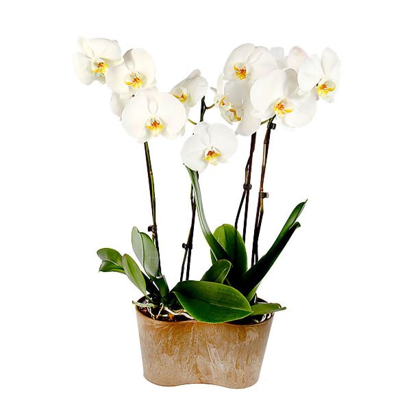 orchidées phalaenopsis blanches en duo