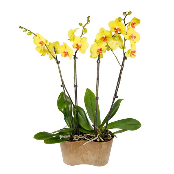 orchidées phalaenopsis jaunes en duo