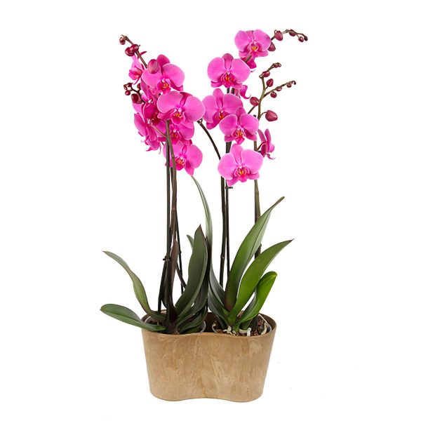 orchidées phalanopsis roses en duo
