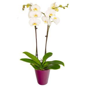 orchidée phalaenopsis blanche