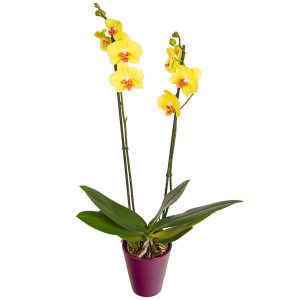 orchidée phalaenopsis jaune