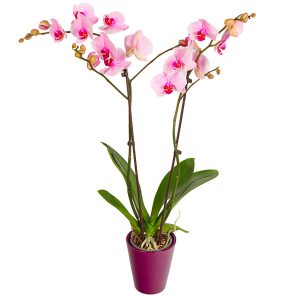 orchidée phalaenopsis rose
