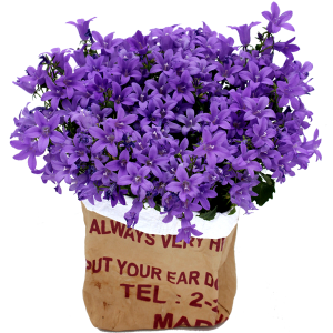 plante fleurie fête des mères campanule violette