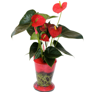 plante fleurie fête des mères anthurium rouge