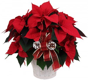 fleurs et plantes de noël: poinsettia rouge