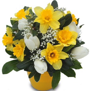 fleurs de printemps: composition de tulipes blanches et narcisses jaunes
