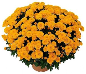 chysanthèmes de Toussaint: chysanthème jaune