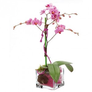 Orchidée Phalaenopsis en cube