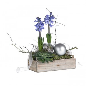 fleurs et plantes de noël: jacinthes bleues