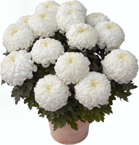 chysanthèmes de Toussaint: chrysanthème blanc