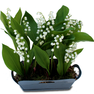 fleurs obsèques: jardin de muguet