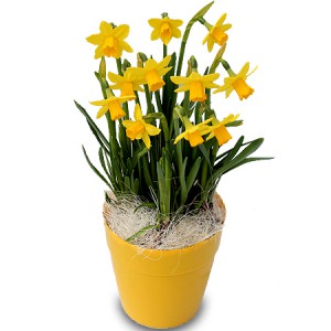 fleurs obsèques: narcisses