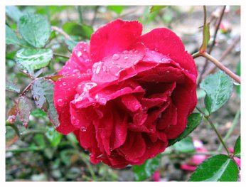 fleurs saint valentin: rose de Chine