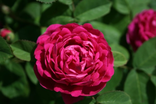 fleurs saint valentin: rose de Damas
