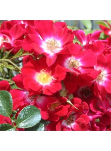 fleurs saint valentin: rosier botanique