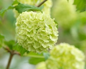 fleurs obsèques: arbuste à fleurs de printemps "viburnum vert"